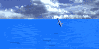 dolphin3.gif